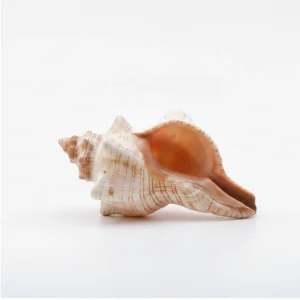 2PCS Conch Shell Large Natural Seashells For Fish Tank Wedding Decor Beach Theme Party Home Decorations