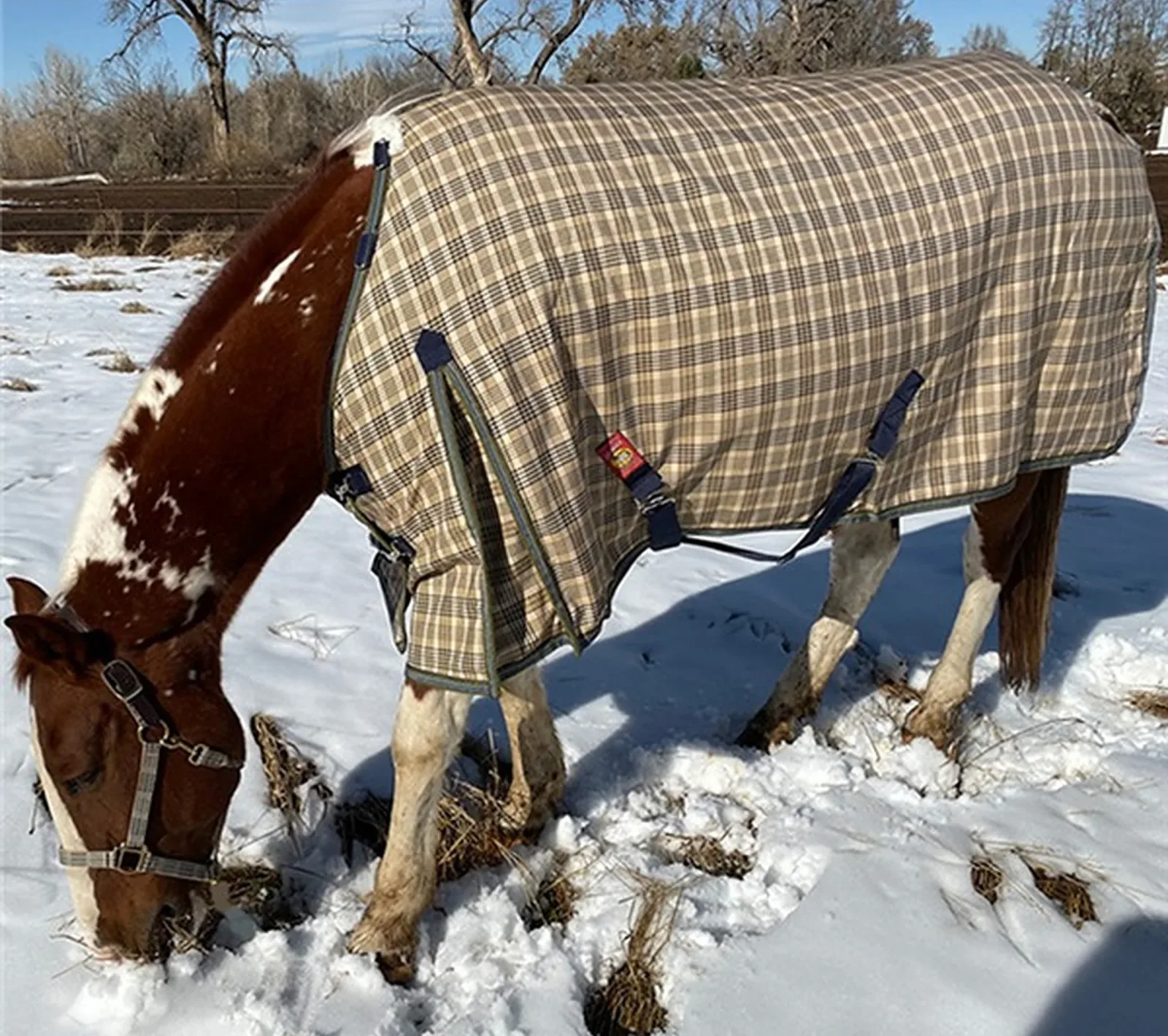 5/A Baker® Heavyweight Turnout Blanket - Image 2