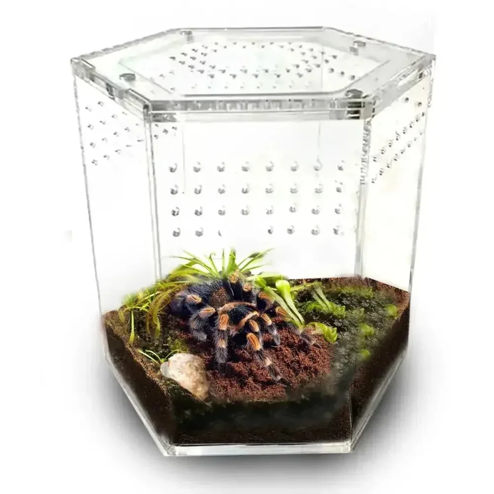 Acrylic Tarantula Enclosure - Talis-us Hexagon Reptile Terrarium