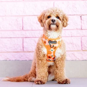 Adjustable Dog Harness in Just Peachy <>