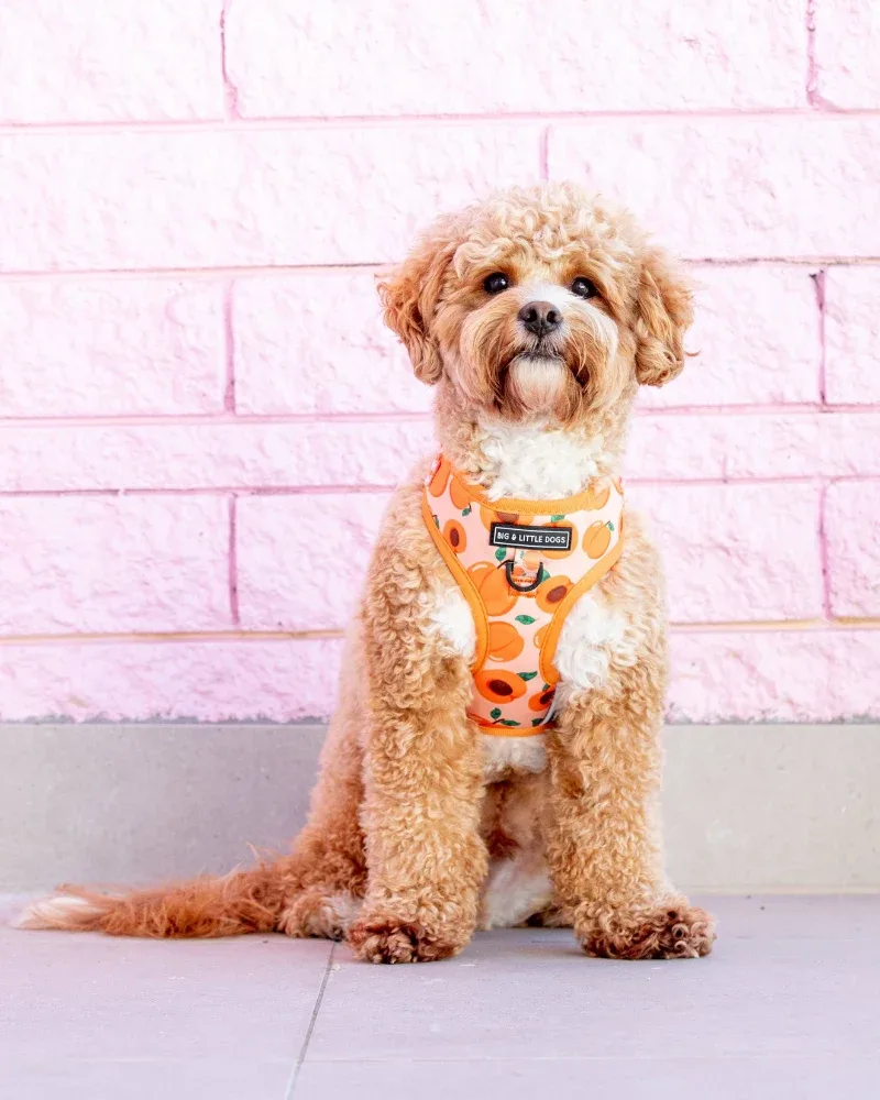 Adjustable Dog Harness in Just Peachy <>