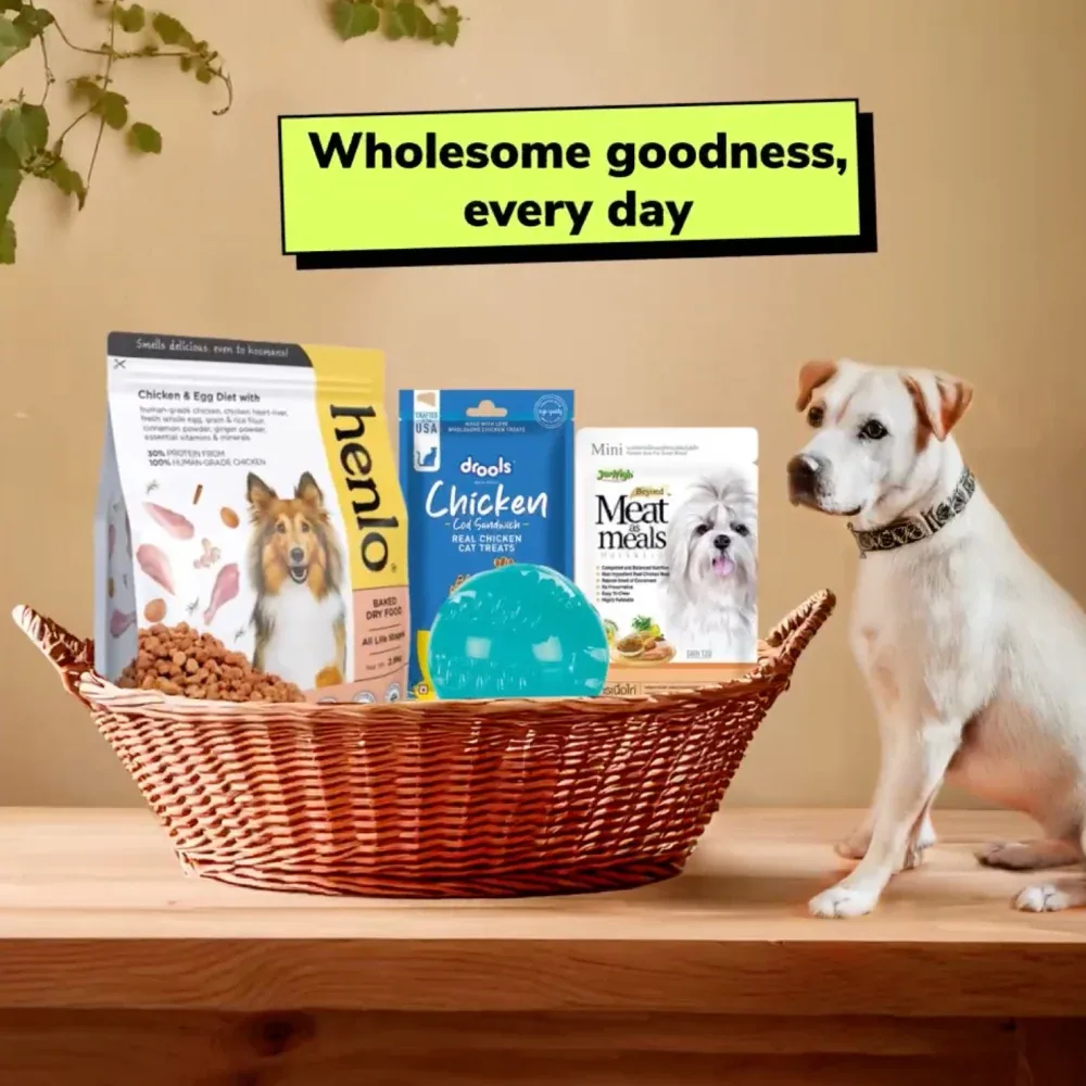 All-in-One Adult Dog Essentials Pack (12 Months+) Food, Treats and Toy