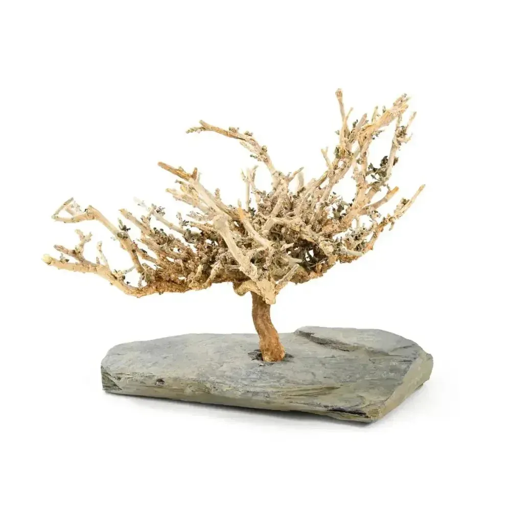Antcube Natural Bush on Slate Formicarium Decor