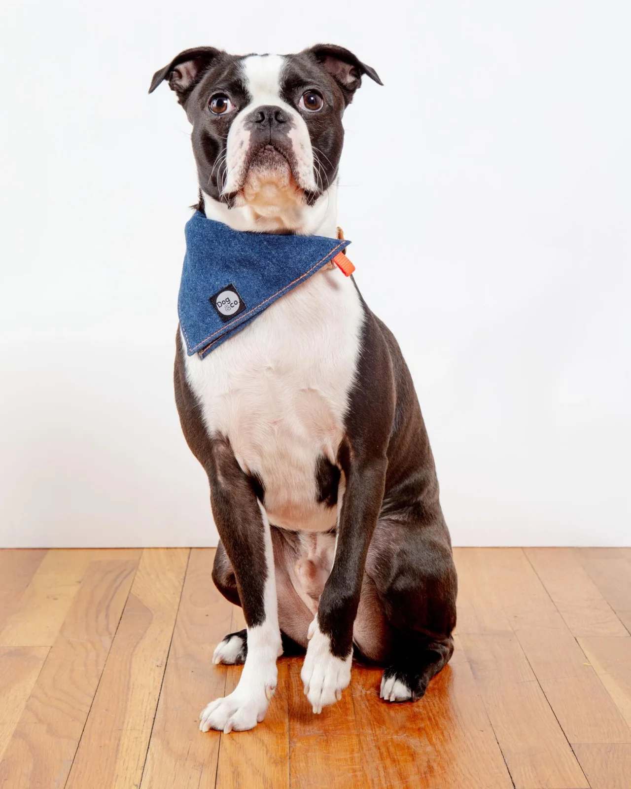 Bandana Bowl For Dogs (Made in the USA) - Image 2