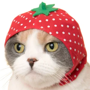 Bear Cap for Cats (Surprise Box)
