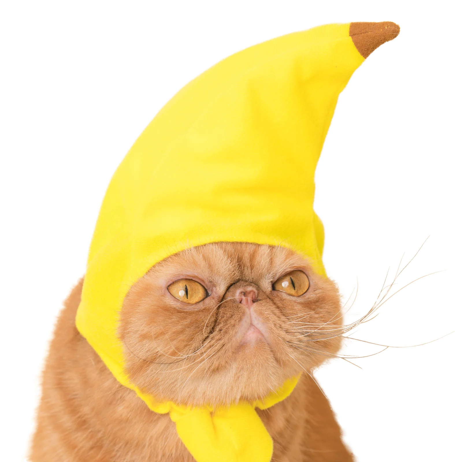 Bear Cap for Cats (Surprise Box) - Image 2