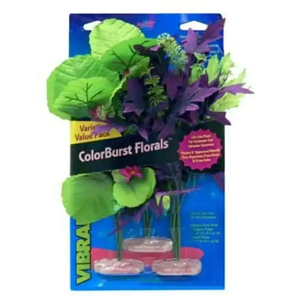 Blue Ribbon Colorburst Florals Amazon Flowering Cluster Variety Pack 3 Plants