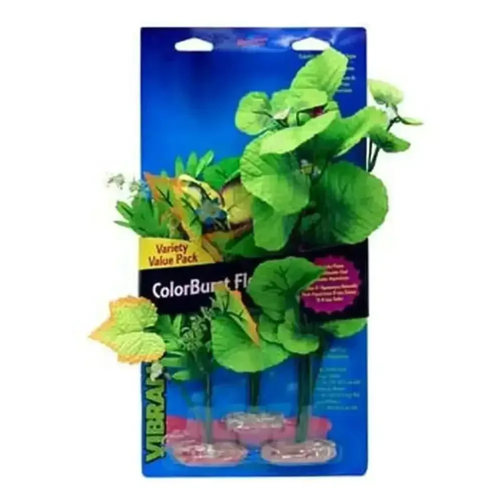 Blue Ribbon Colorburst Florals Broad Leaf Flower Cluster Variety Pack 3 Plants