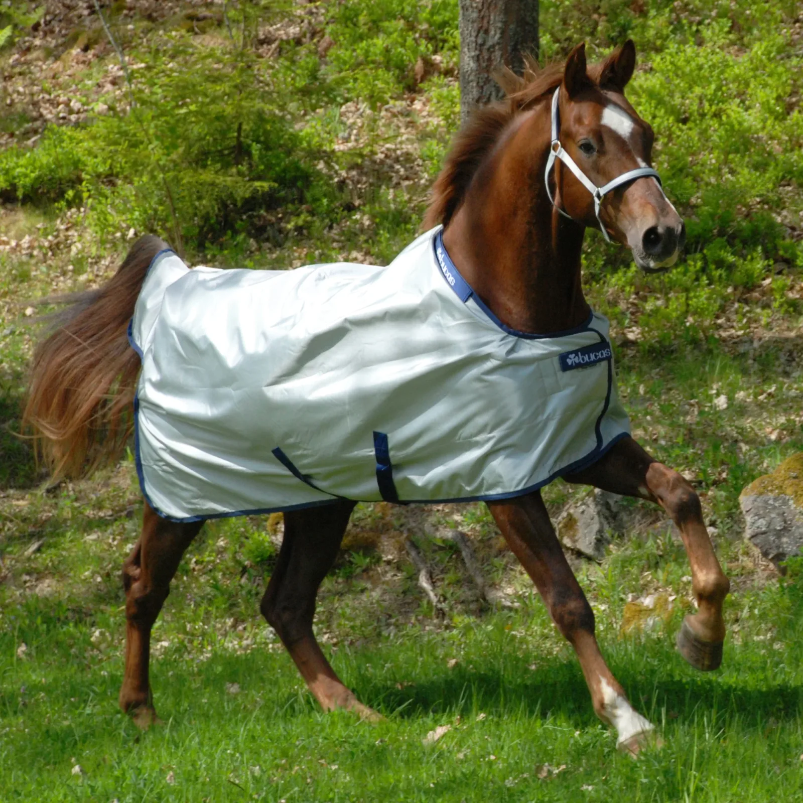 Bucas Power Classic Lightweight Turnout Blanket