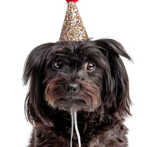 BUSTER'S PARTY SHOP | Confetti Glitter + Red Pom Pom Mini Party Hat