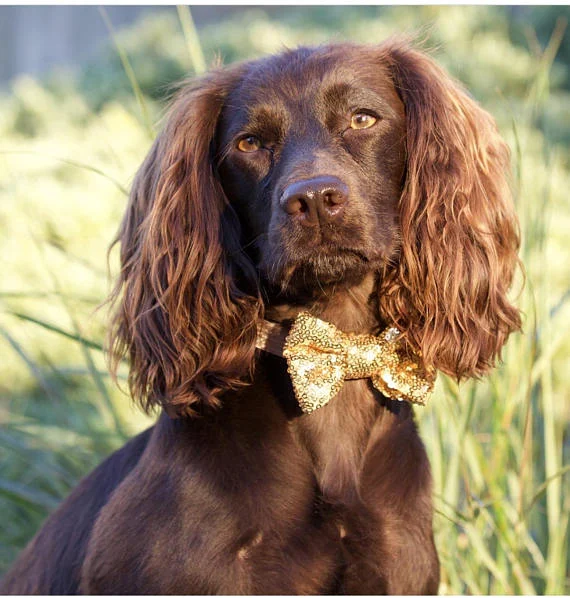 BUSTER'S PARTY SHOP | Gold Sequin Bow Tie - Image 2