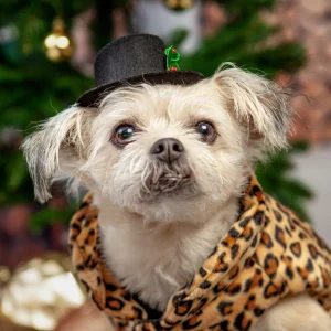 BUSTER'S PARTY SHOP | Snowman Hat