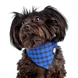 Check Bandana in Cobalt Blue (FINAL SALE)