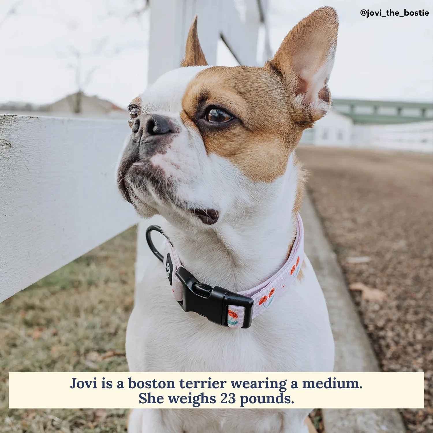Cheery Cherries Collar - Image 2