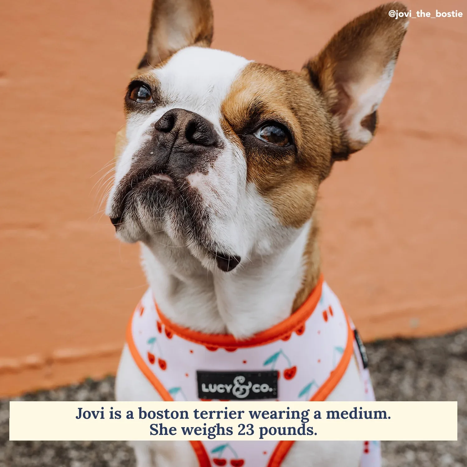 Cheery Cherries Reversible Harness - Image 2