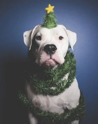 Christmas Tree Hat for Dogs & Cats - Image 2