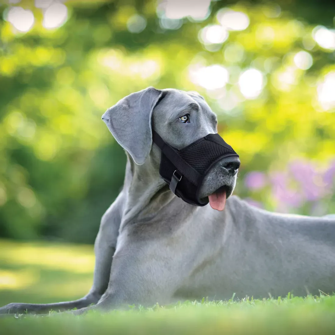 Coastal Best Adjustable Black Muzzle-Small - Image 2