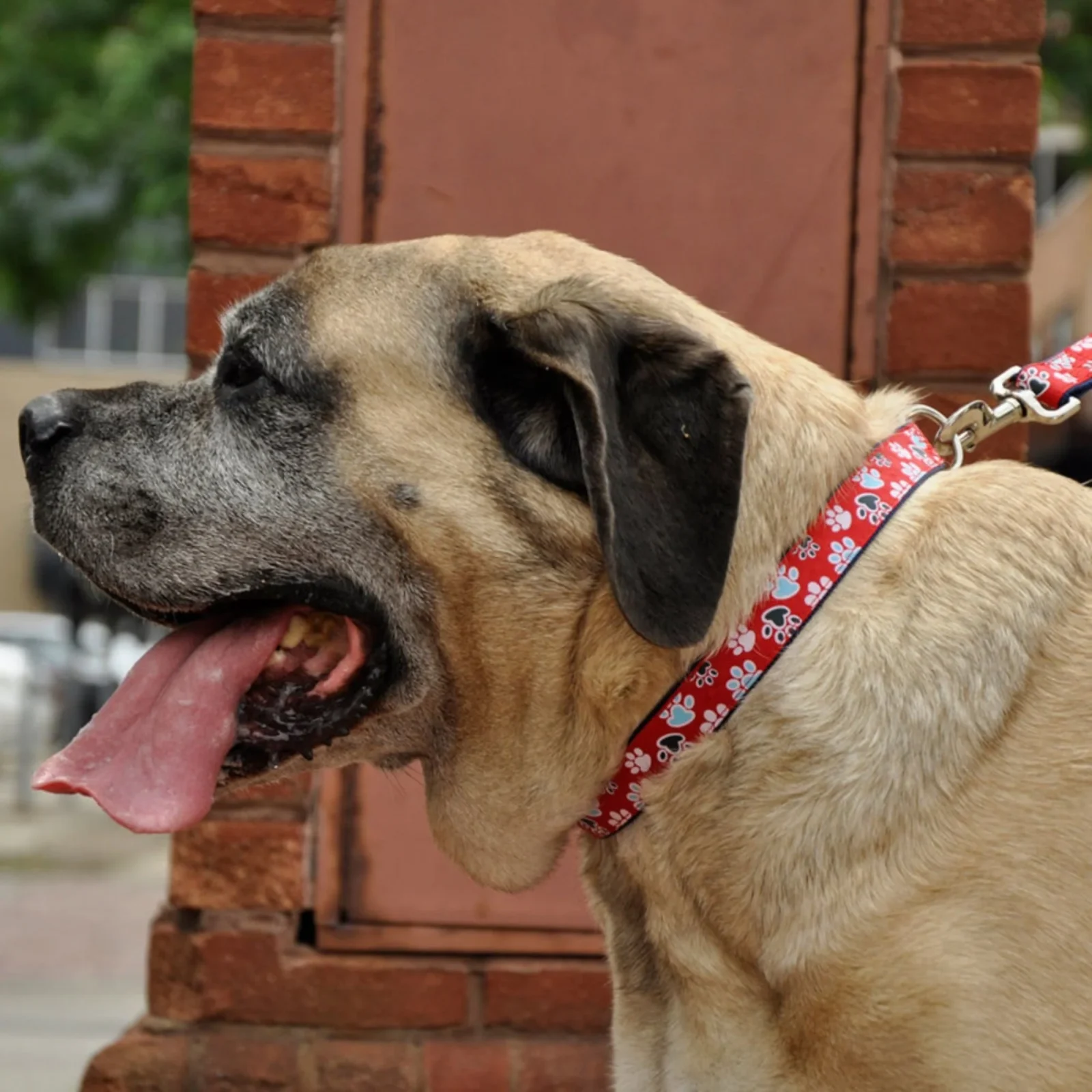 Coastal Pet Products Ribbon Adjustable Nylon Dog Collar with Metal Buckle, Red, 5/8 In X 1218 In - Image 2