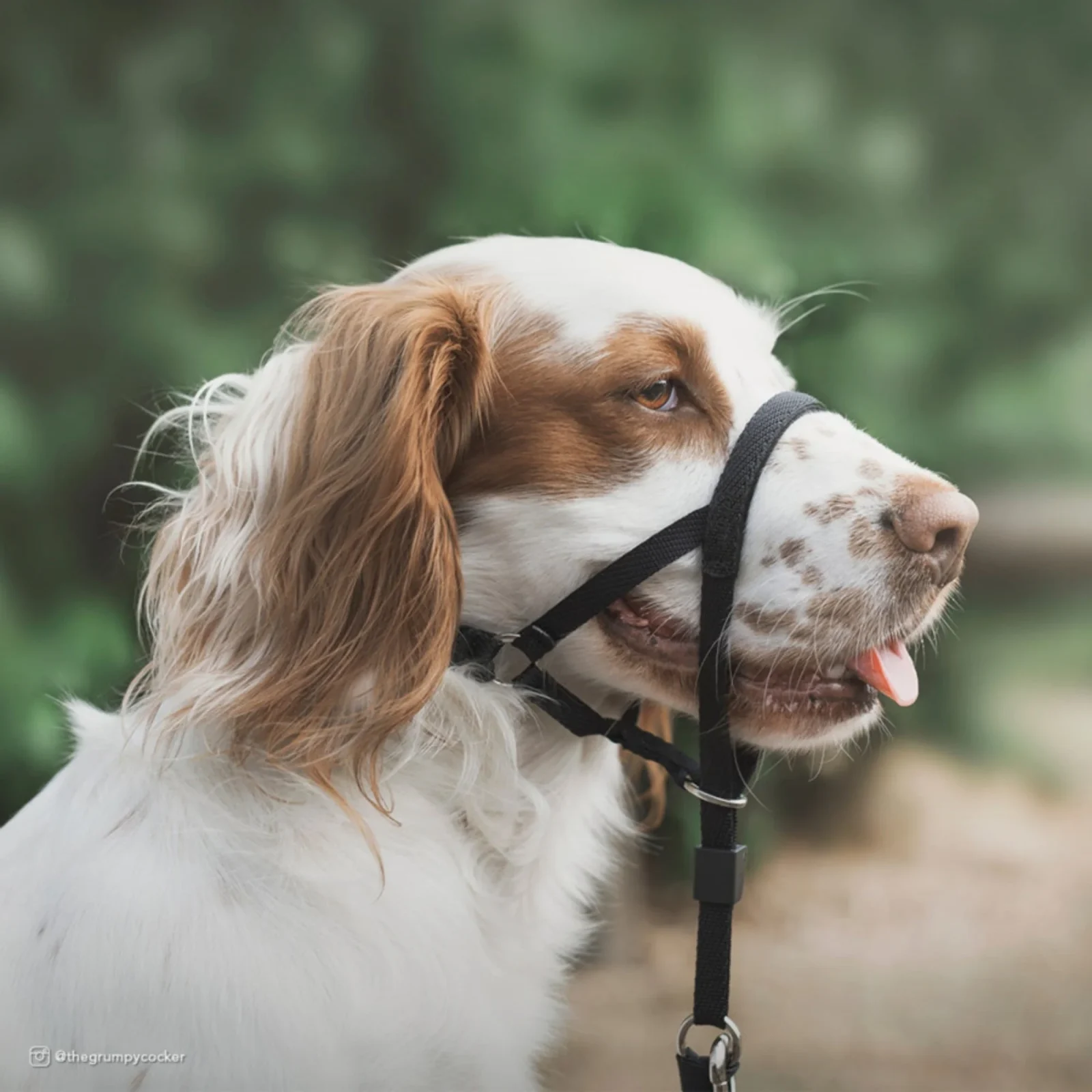 Coastal Pet Products Walk 'n Train Dog Head Halter, Black, XL - Image 2