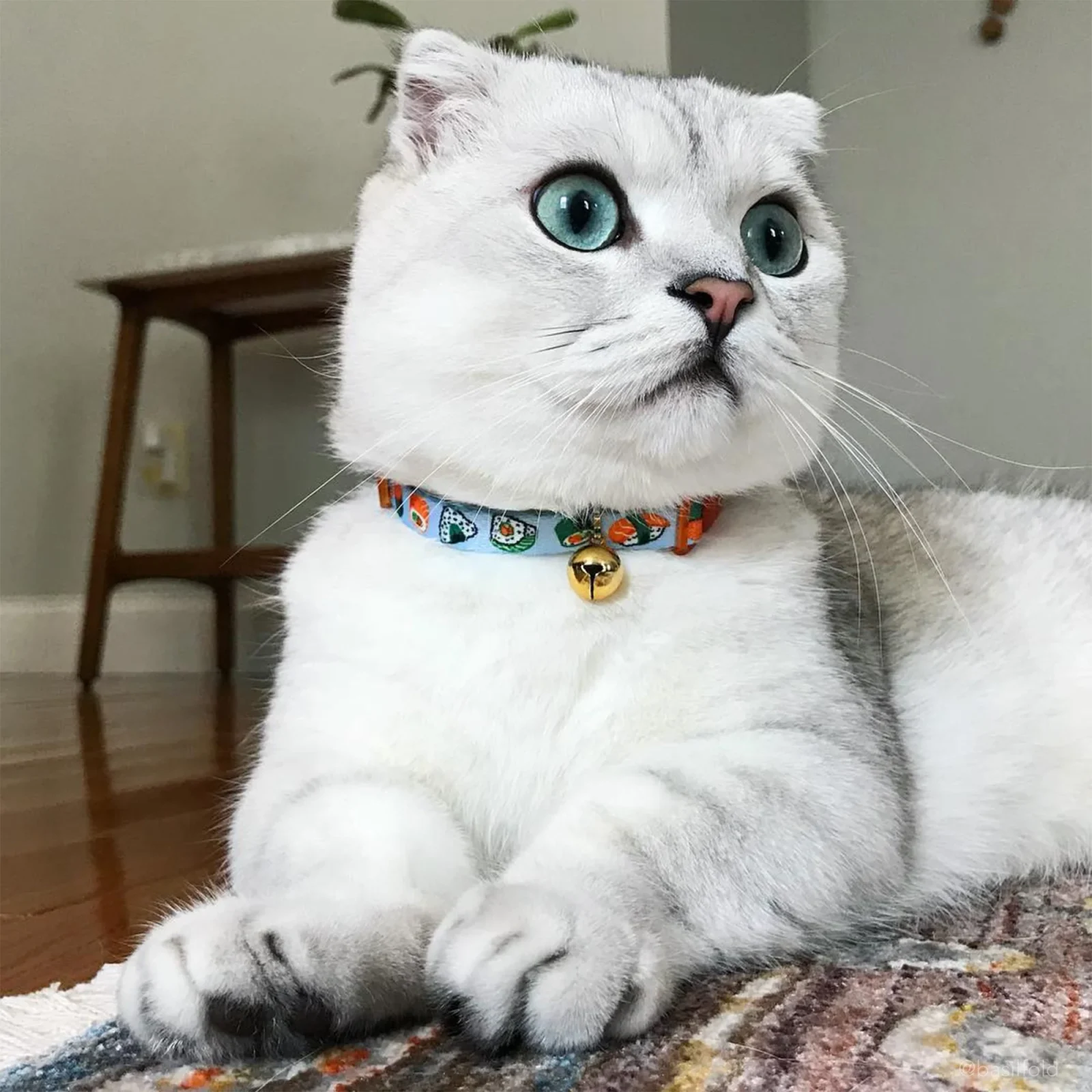 Coastal Products Safe Cat Fashion Adjustable Breakaway Cat Collar-Sushi - Image 2