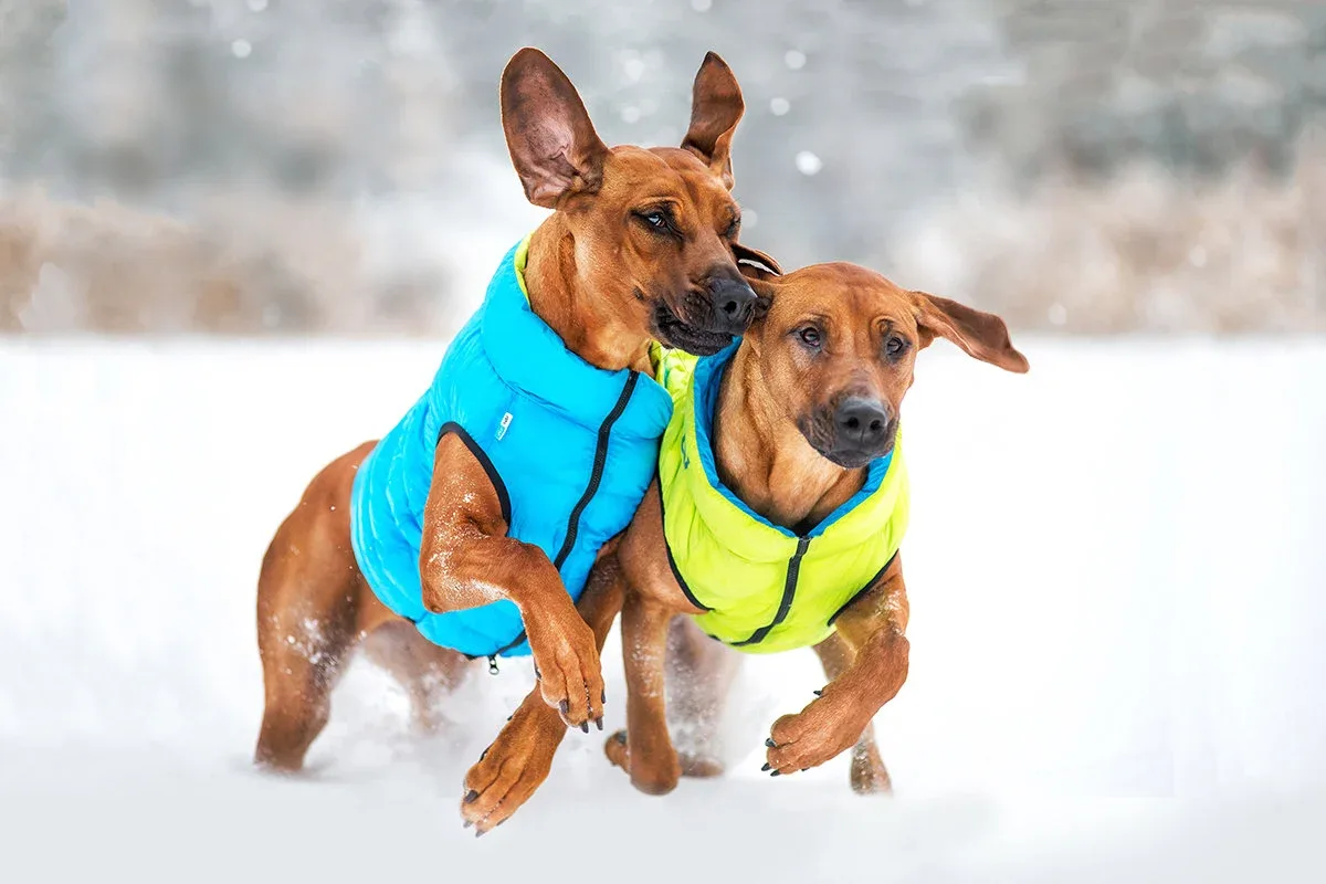 COLLAR BRAND | Reversible AiryVest in Light Green and Blue (with Harness Hole) - Image 2