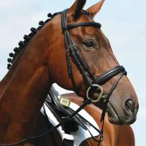 Collegiate Syntovia+ Padded Raised Flash Bridle