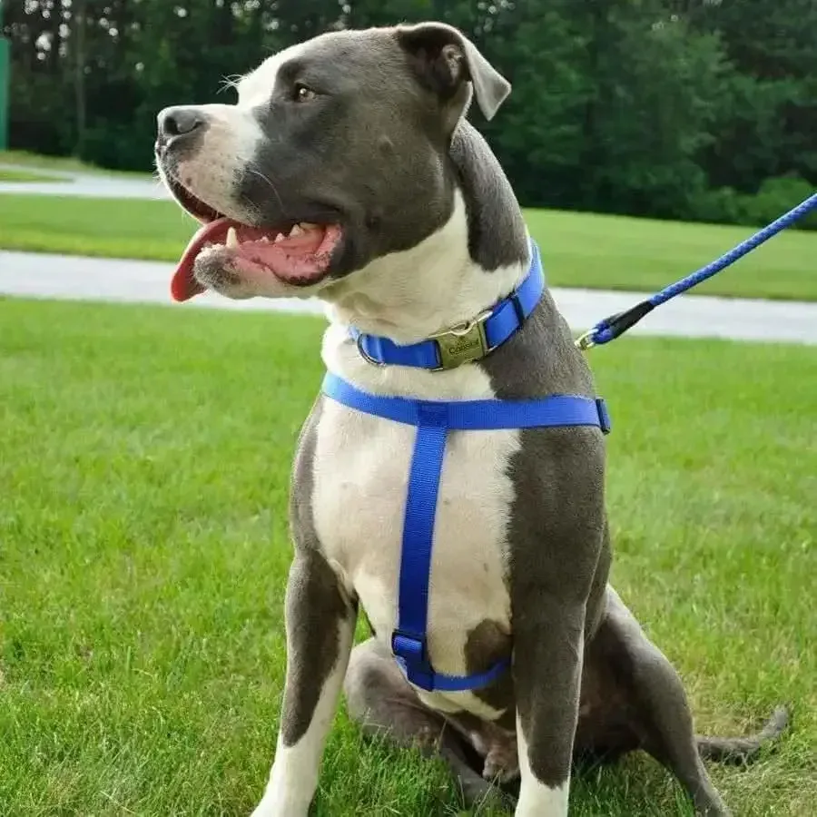 Comfort Wrap Adjustable Nylon Dog Harness