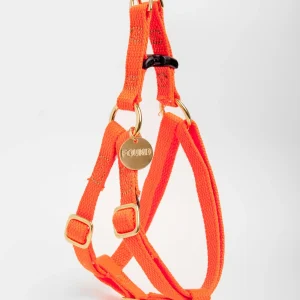 Cotton Webbing Harness in Orange