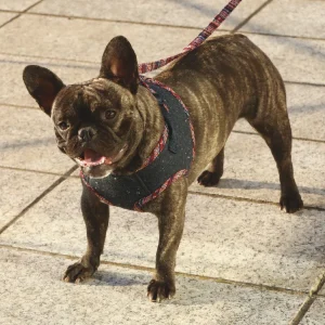 CROCI | Peruvian Leash