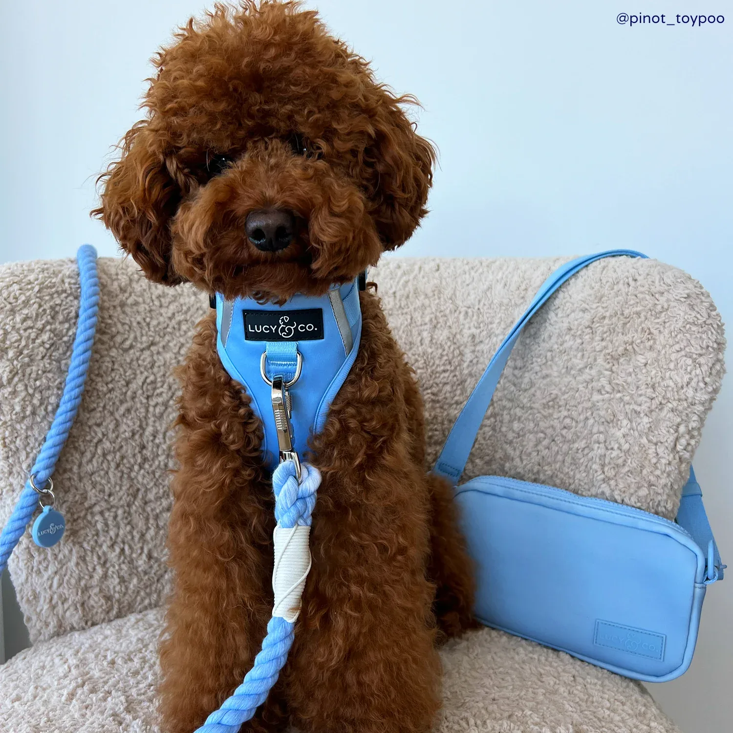 Denim Blue Hands-Free Rope Leash - Image 2