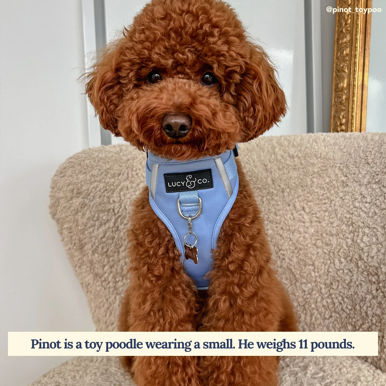 Denim Blue No-Pull Harness - Image 2