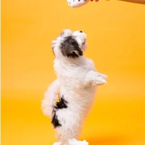 Dim Sum Dumplings Dog Toy Set (FINAL SALE)