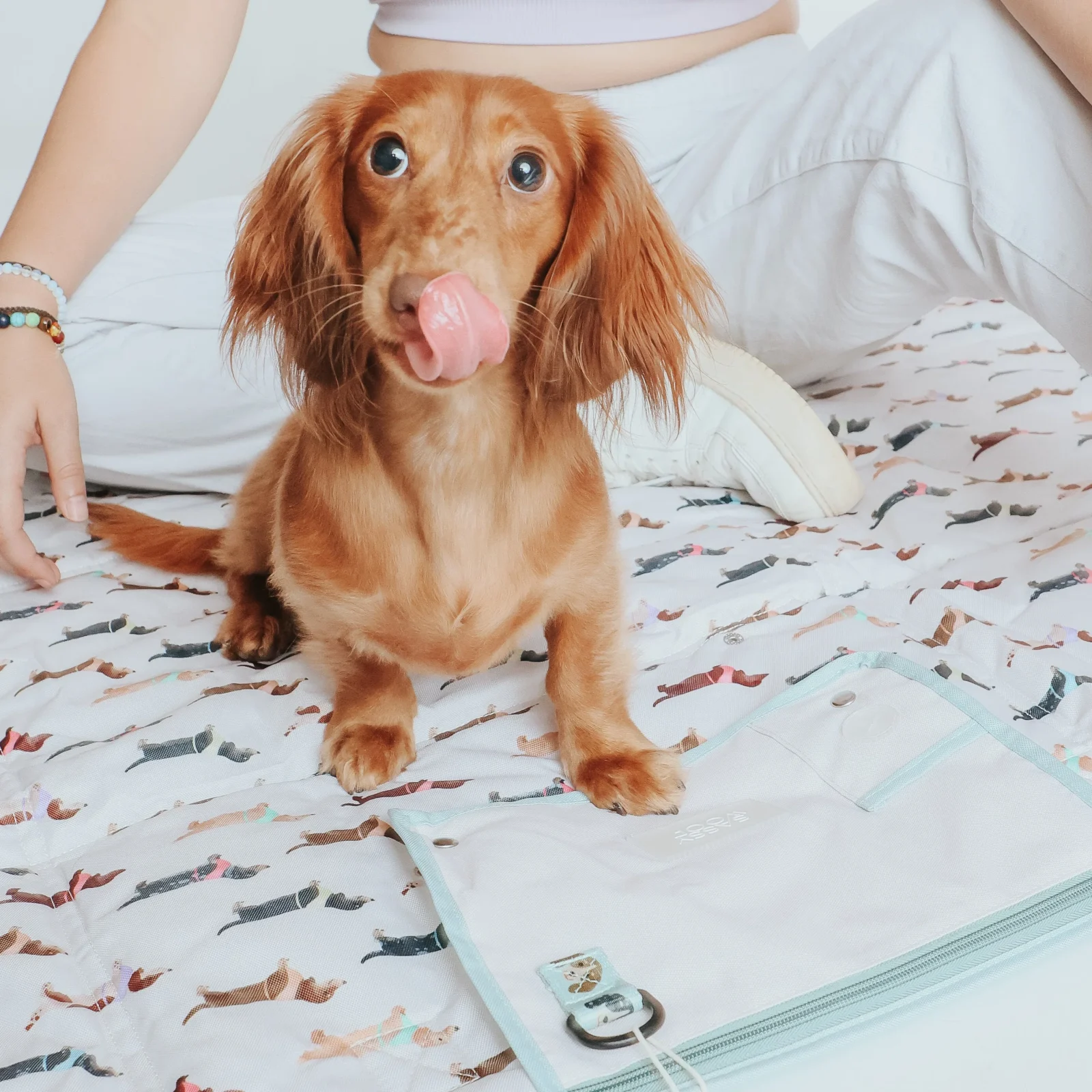 Dog Picnic Blanket - Dainty Dachshunds - Image 2