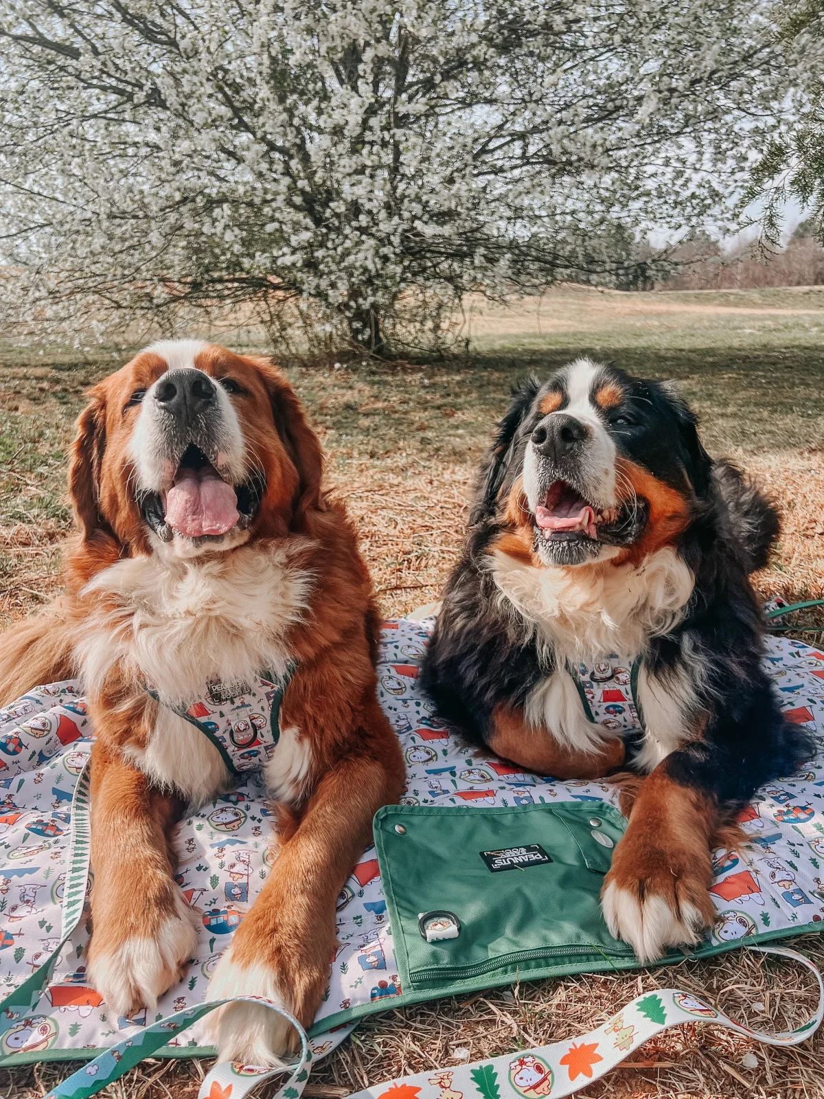 Dog Picnic Blanket - Peanuts™ Beagle Scouts - Image 2