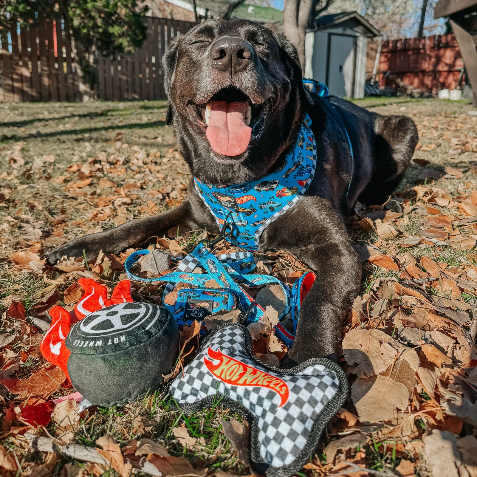 Dog Toy - Hot Wheels™ - Image 2