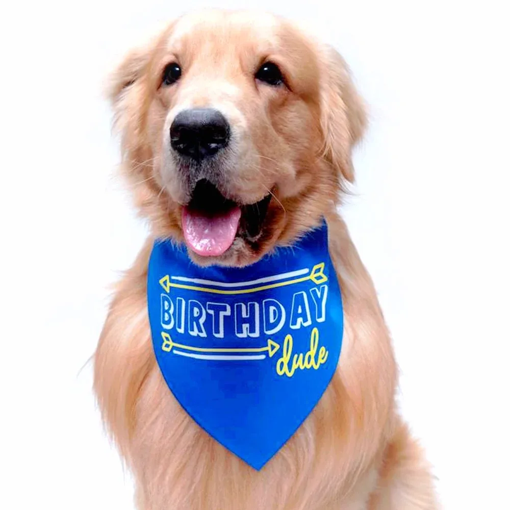 Dogobow Birthday Dude Scarf for Dogs (Royal Blue) (Get a Bow Free)