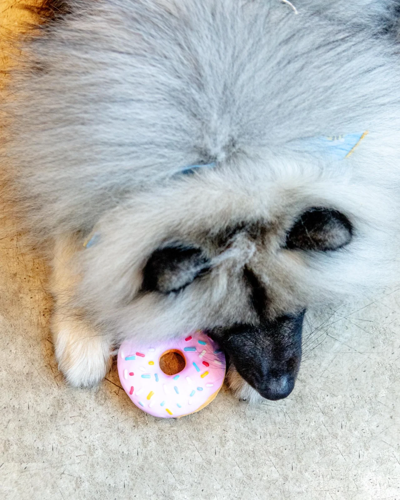 Donut Latex Squeaky Dog Toy - Image 2