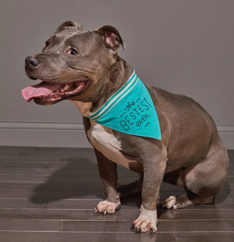 EASY TIGER | Bestest Bandana - Image 2
