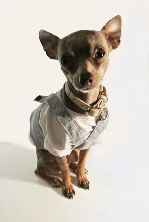 EYE OF DOG | Raspy Overalls - Image 2