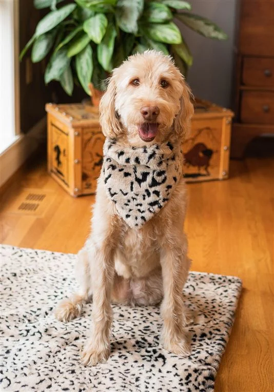 FABULOUS FURS | Dog Bandana in Cheetah - Image 2