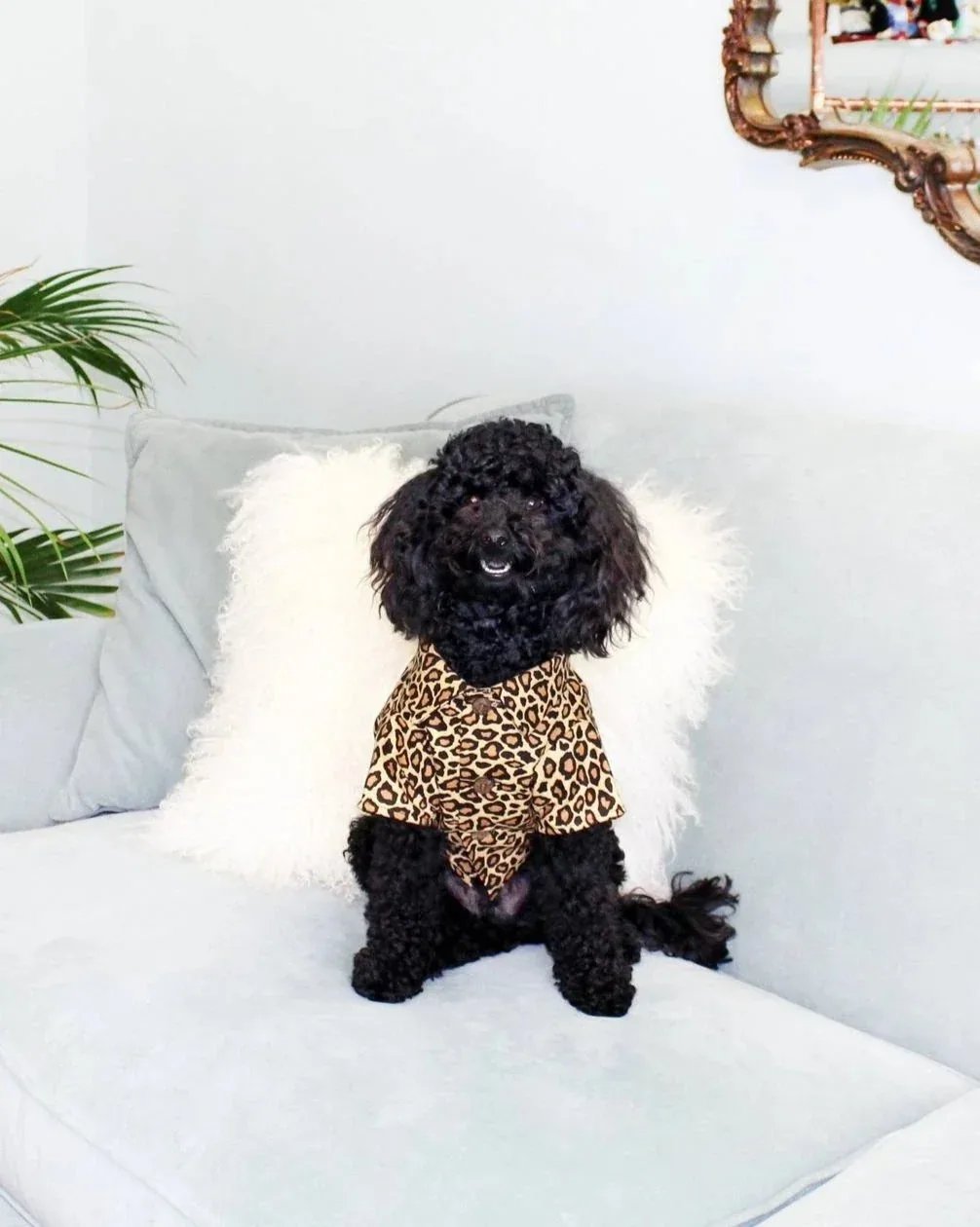 Feline Fancy Button Down Dog Shirt (FINAL SALE) - Image 2