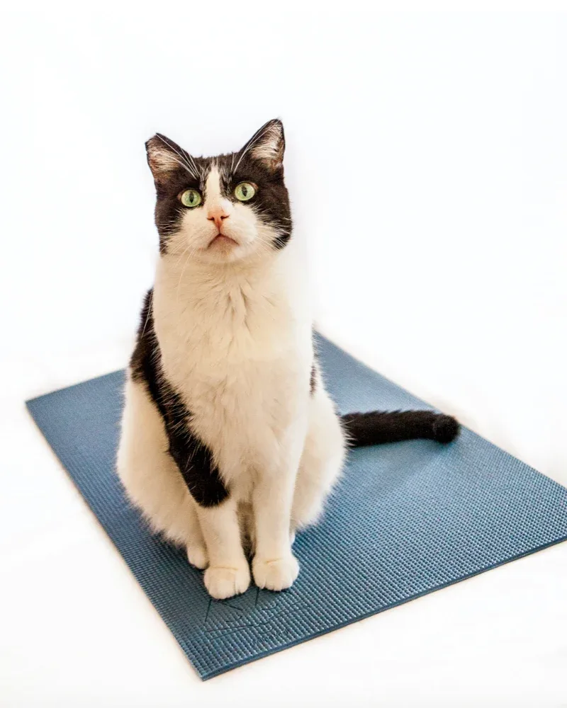 Feline Yogi Cat Mat (Made in the USA) <>