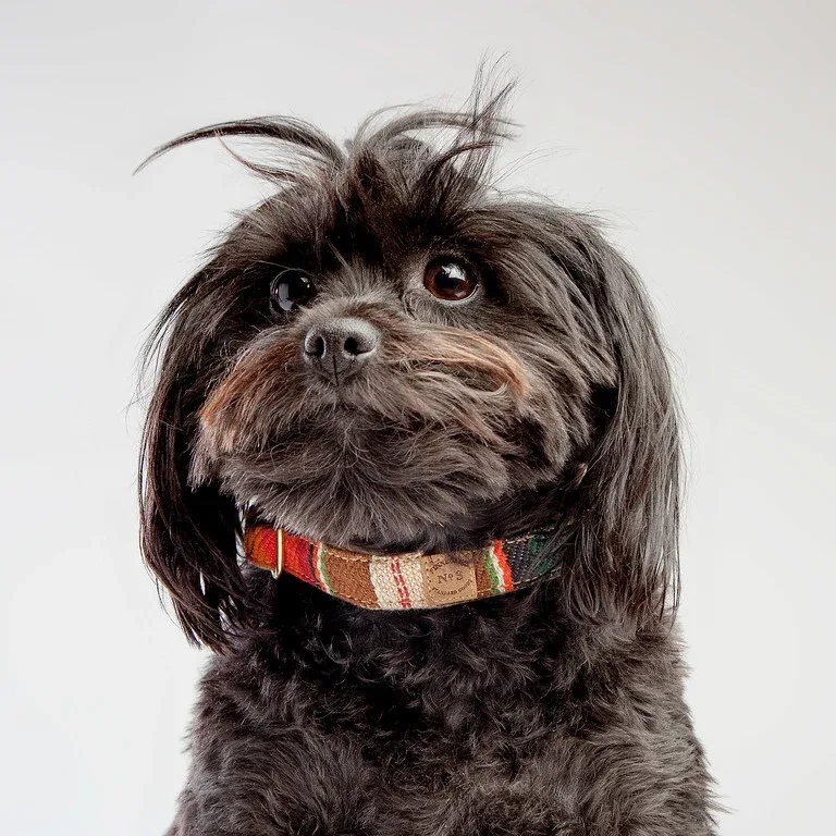 FINNEGAN'S STANDARD GOODS | Sunset Collar - Image 2