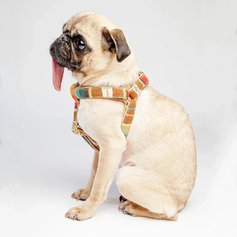FINNEGAN'S STANDARD GOODS | Sunset Harness - Image 2