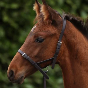 Foal Slip 1/2" Dark Havana