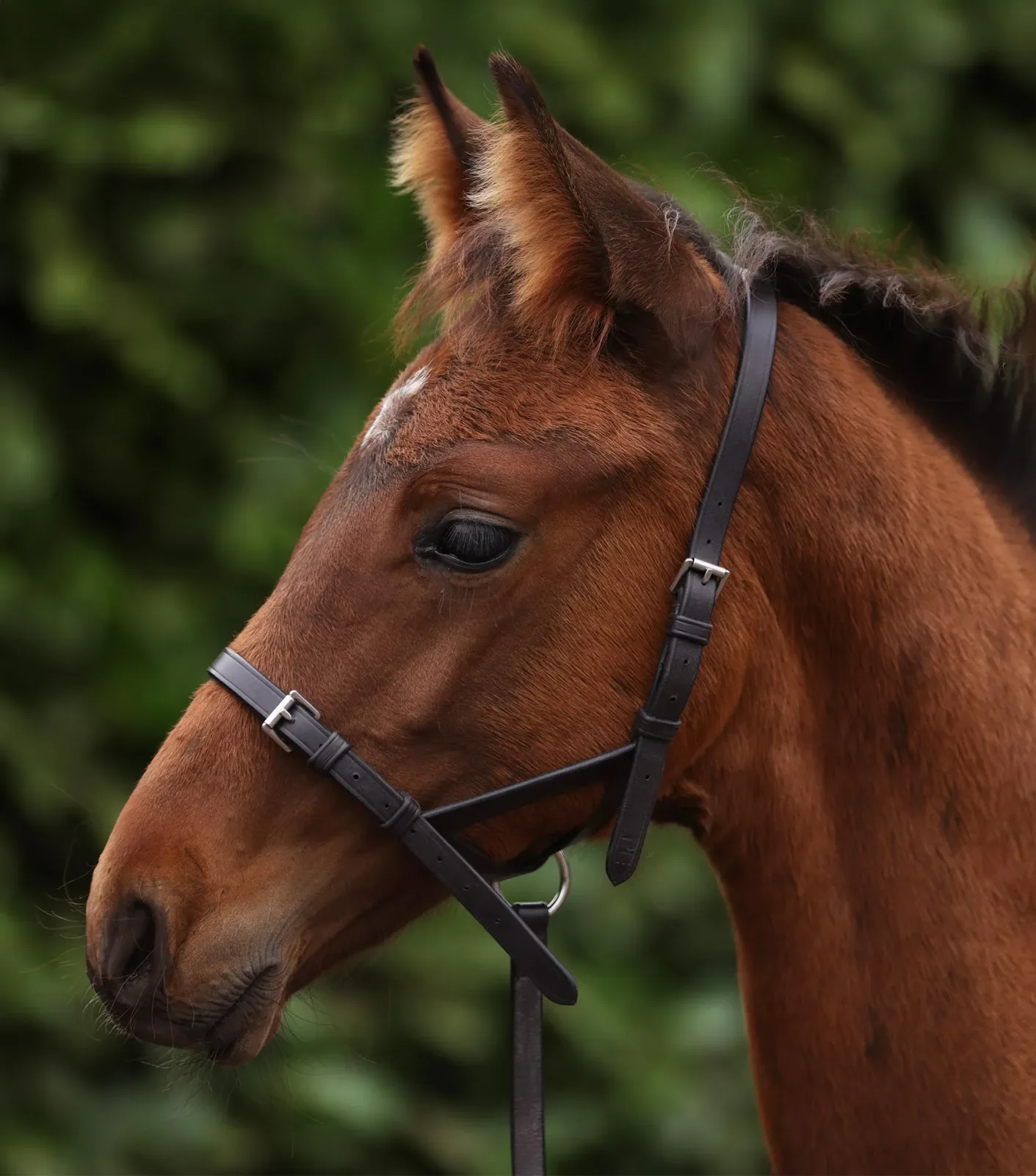 Foal Slip 1/2" Dark Havana
