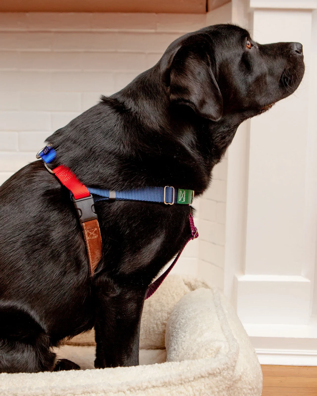 Freedom No-Pull Harness in Spice (Made in the USA) - Image 2
