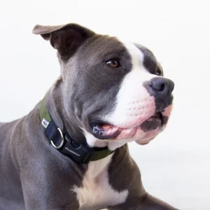 Funston Dog Collar in Olive Green