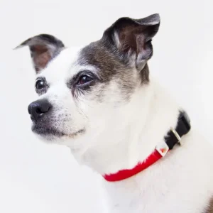 Funston Dog Collar in Red