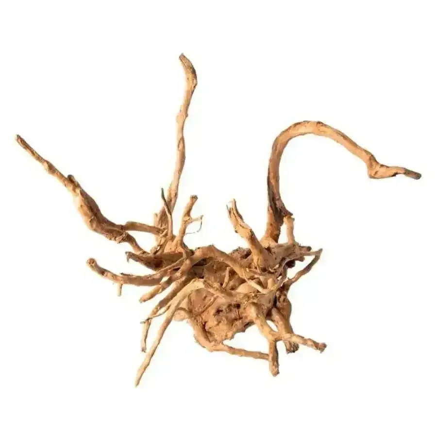 Galapagos Spider Wood root Brown 12 In - 24 in